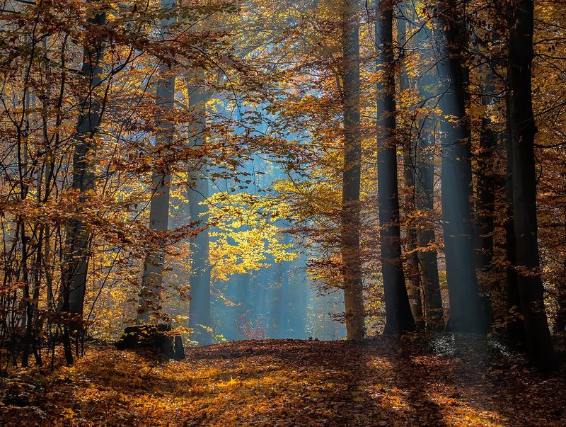 Rayons de soleil dans une forêt de hêtres en automne
