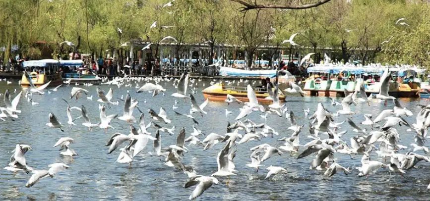 Nuée de mouettes sur un lac, à Kunming